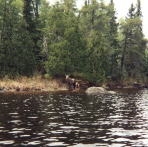 Moose & Calf