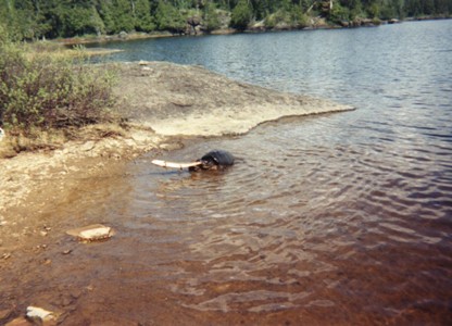 Turtle eating Fish